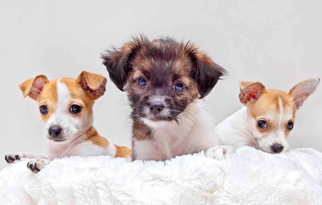 Three puppies on a white fuzzy blanket