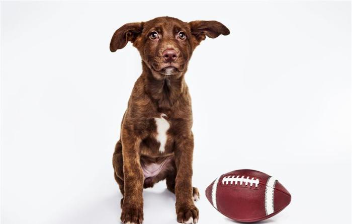 Puppy Bowl XXII puppy next to a football