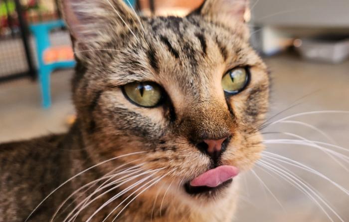 Adair the brown tabby cat with her tongue stuck out a bit