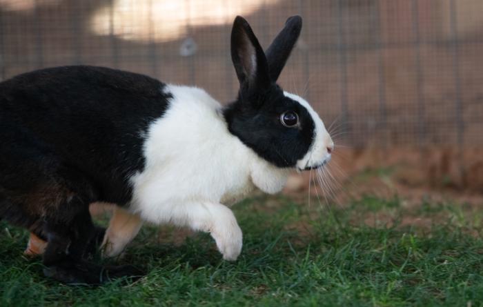 Autumn the rabbit running on grass