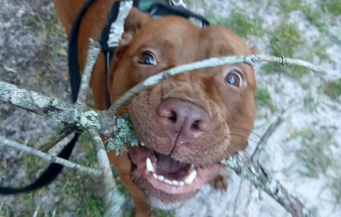 Bonnie the dog with a large stick in her mouth