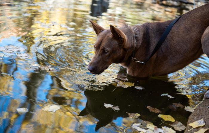 Dog standing in a pond