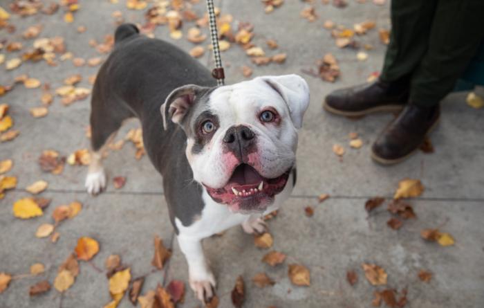 Smiling white and gray dog outside on a leash on a sidewalk covered in fallen leaves