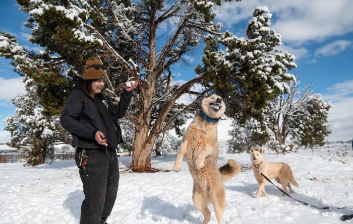 Dog jumping up to catch a snowball in his mouth thrown by a person while another dog watches