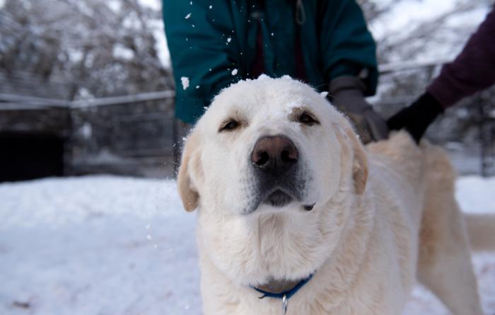 Person behind a yellow Lab-type dog outside in the snow