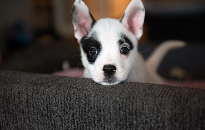 Black and white puppy with upright ears looking over the edge of something