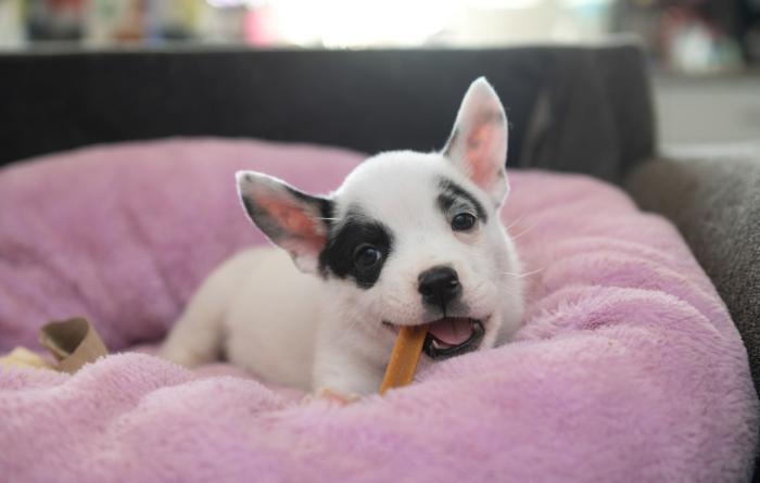 Potato the puppy on a pink bed chewing a dog chew