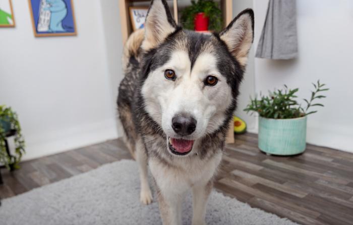 A husky in a home on a carpet