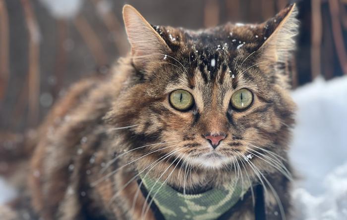 Marble the cat, wearing a harness and leash, outside in the snow