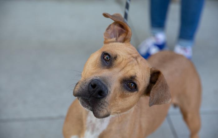 Tan and white dog with tilted head out on a leash