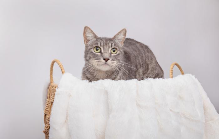 Gray tabby cat lying in a blanket-covered basket