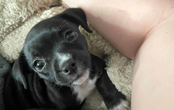 Rory the puppy sitting beside a person's leg