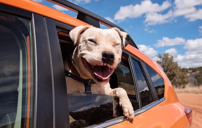 Happy white dog sticking his head and paw out of an orange vehicle window with a blue sky and white clouds behind him