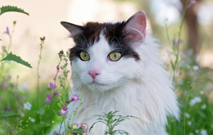 Black and white cat in flowers