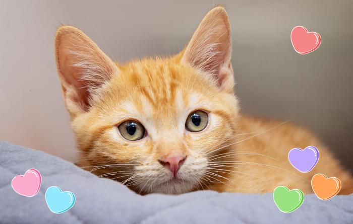 Orange tabby kitten surrounded by graphic hearts