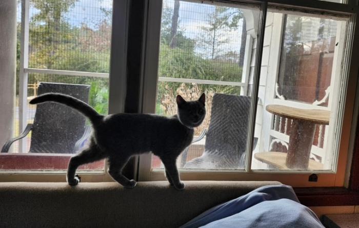 Cat standing on a windowsill 