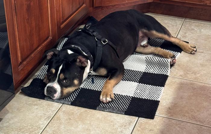 Mace the dog lying on a small rug on a kitchen floor