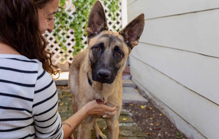 Person kneeling next to a dog resting their hand gently under the dog's chin