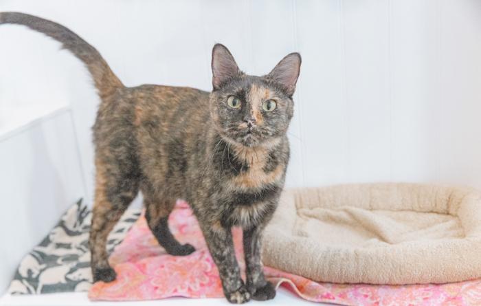 Tortoiseshell cat beside a cat bed