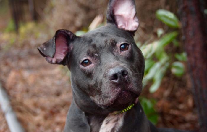 The face of Bea Arthur the dog