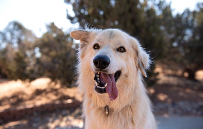 Fluffy dog with tongue out of mouth outside