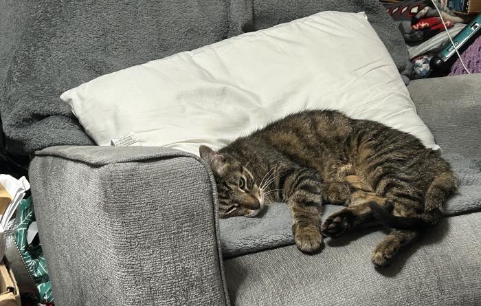 Eddie the cat sleeping beside a pillow on a chair