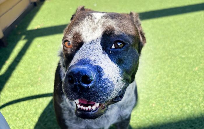 Rose the dog on some astroturf grass