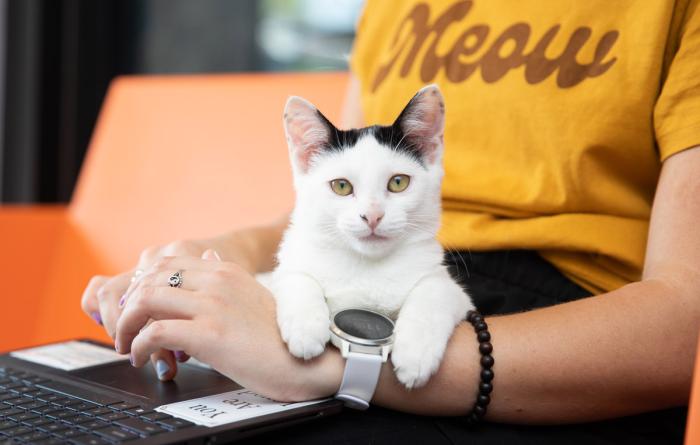 white and black kitten on lap of person typing on laptop