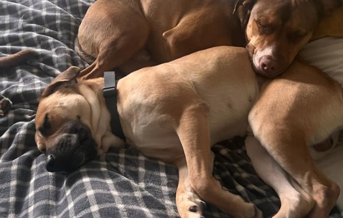 Eugene the dog in bed snuggling with another dog