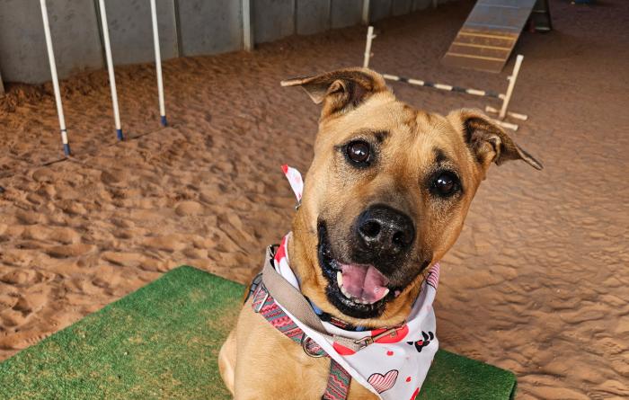 Luz the dog wearing a bandanna in an agility run
