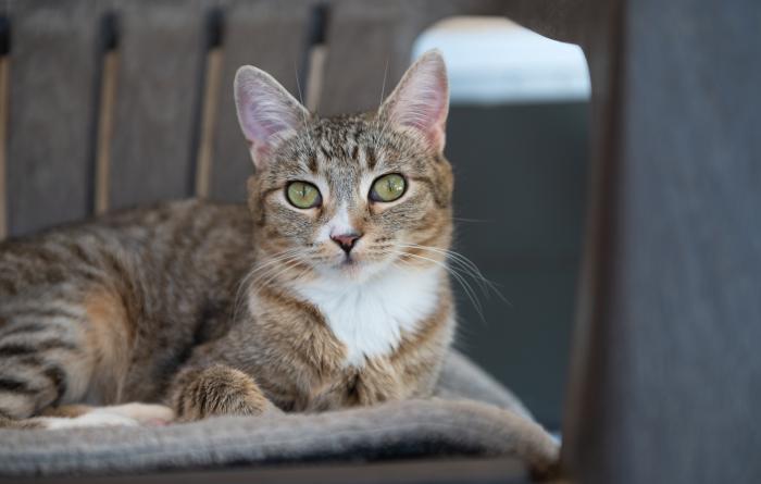 Max the cat lying on a chair