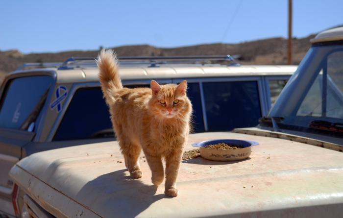 Orange cat on a car