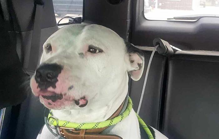 Oreo the dog in the back seat of a vehicle