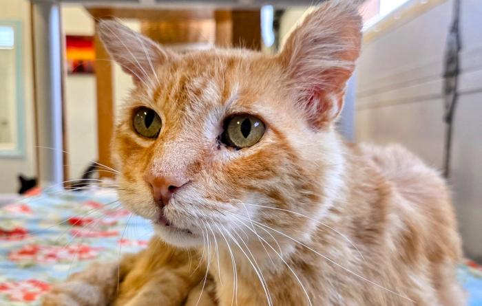 Spalding the cat on a colorful blanket