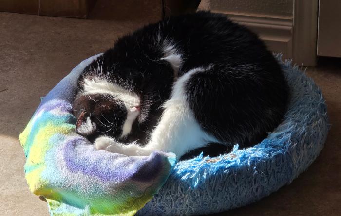 Whisper the cat sleeping curled up in a ball on a bed in a sunbeam