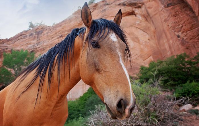 Brown horse with black mane in front of a red cliff