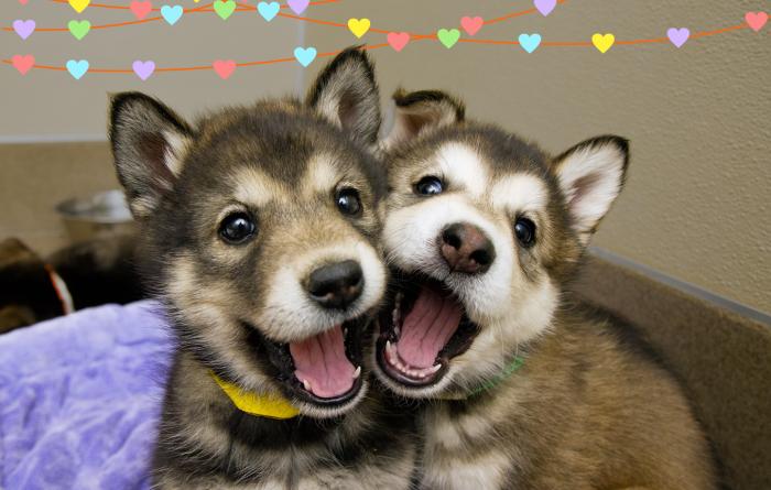 Two husky puppies playing below graphic hearts