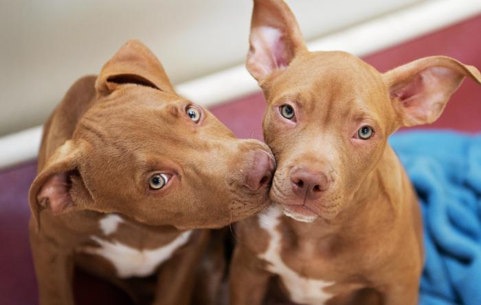 Two brown and white puppies