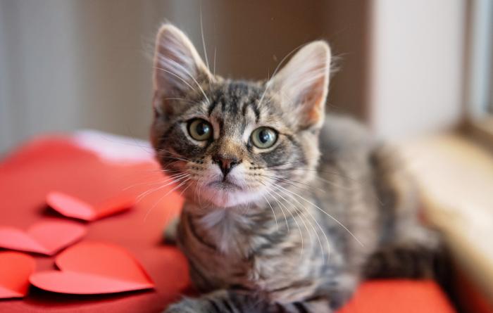 Tabby kitten lying on a red cloth with hearts