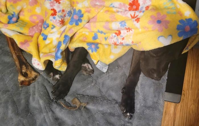 Eli the dog sleeping under a flower-print yellow blanket