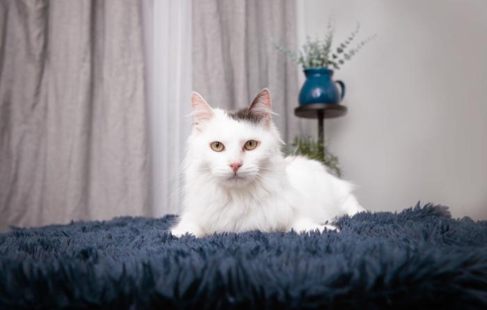 White cat with black spot on head lying on a blue fluffy cat bed with a planter behind him