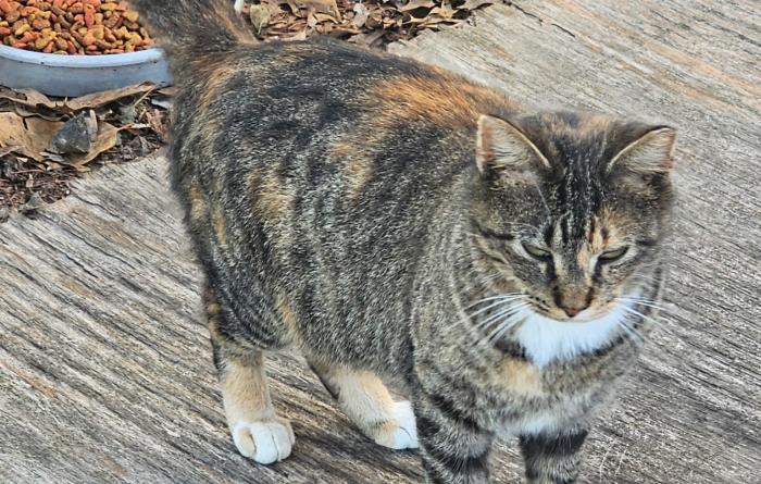 Calico community cat with tabby stripes outside on a wooden board