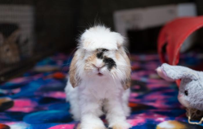 Cranberry the rabbit on a multicolored blanket looking straight ahead