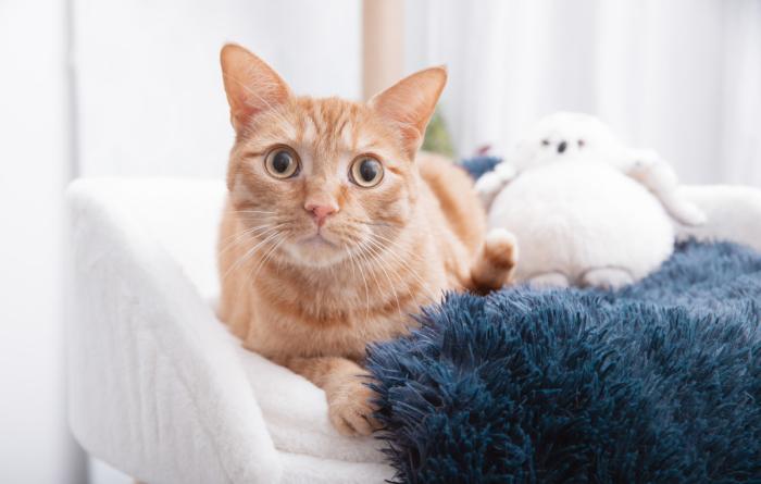 Orange cat on a bed with a blue fuzzy blanket