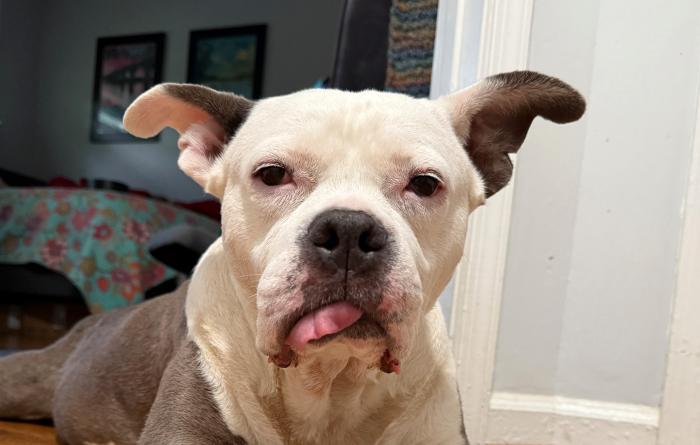 Poptart the dog lying on the floor with a little of his tongue sticking out her mouth
