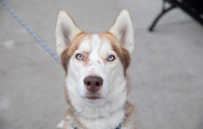 Husky type dog outside on a leash
