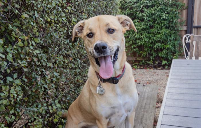 Smiling Lab mix dog with tongue out, sitting in front of a green bush