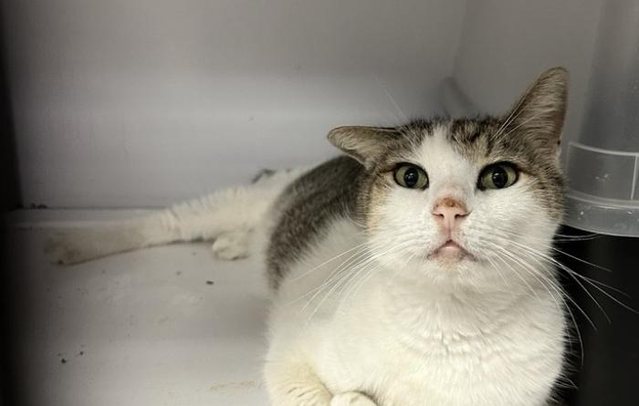 Buddy the cat lying down