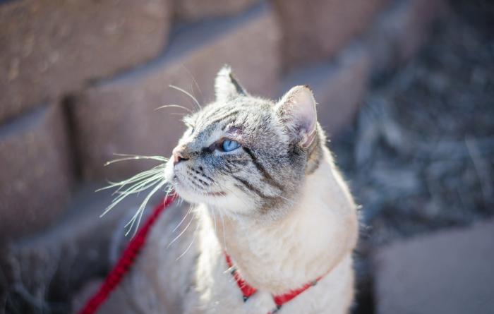 Cat outside wearing a harness and leash