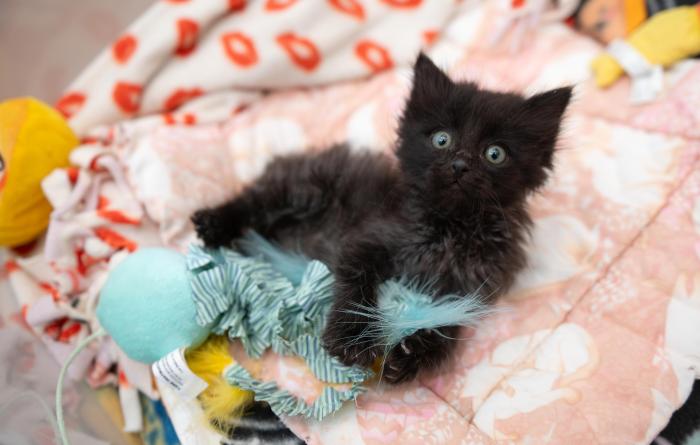 Lutron the kitten playing with a feather toy on a mat